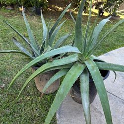 Aloe Vera Plant Medesinal 