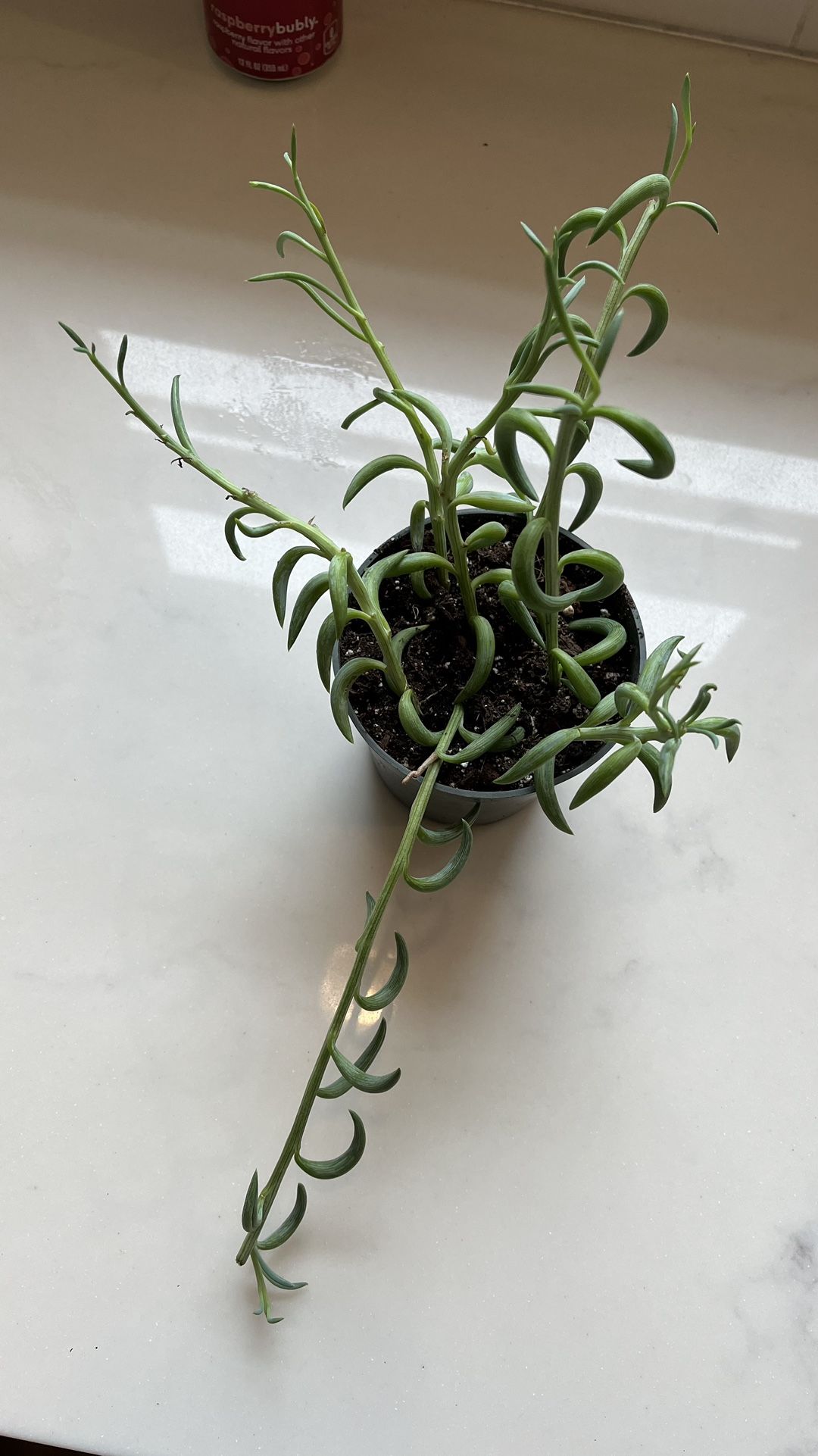 String of Fish Hooks Senecio Plant
