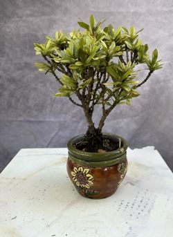 Bonsai Ixora