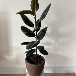 Indoor plant - Rubber plant