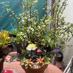 Succulents En Macetas De Barro $20 Each