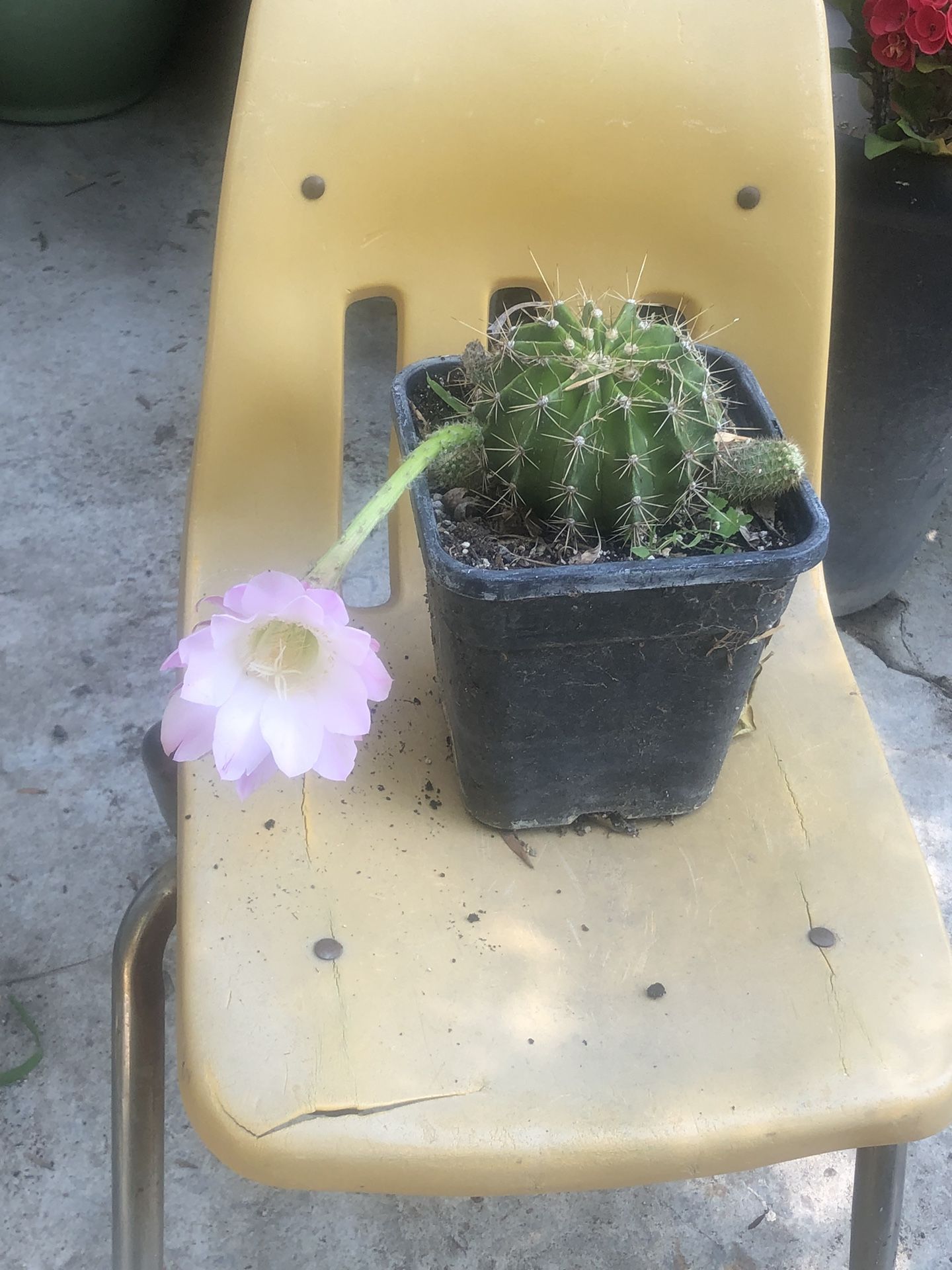 Cactus