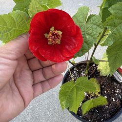 Beautiful Flower Plant