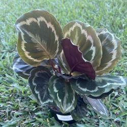 CALATHEA /PRAYER PLANTS (Air Purifying Home or Office) 6” Pot