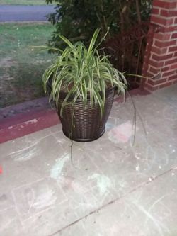 Spider plant