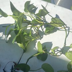 Free Plant Cuts