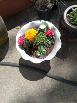 Marigold's and asters.
In Oriental pot.