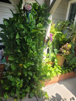 Big Golden pothos plant 