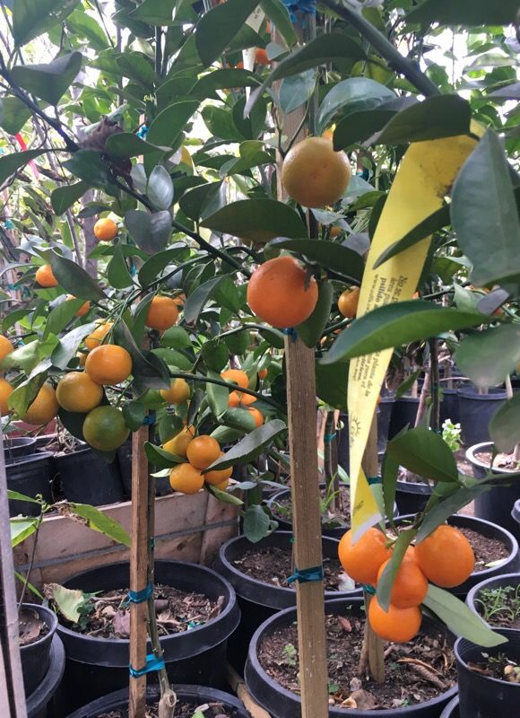 Fruit trees for Sale in San Diego, CA OfferUp