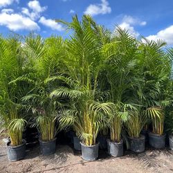 Arecas About 7 Feet Tall Instant Privacy Hedge For Fence Over The Pot  Only$35 Best Price 30 Qty