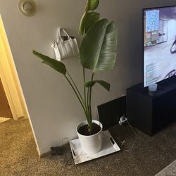 Large Bird Of Paradise 