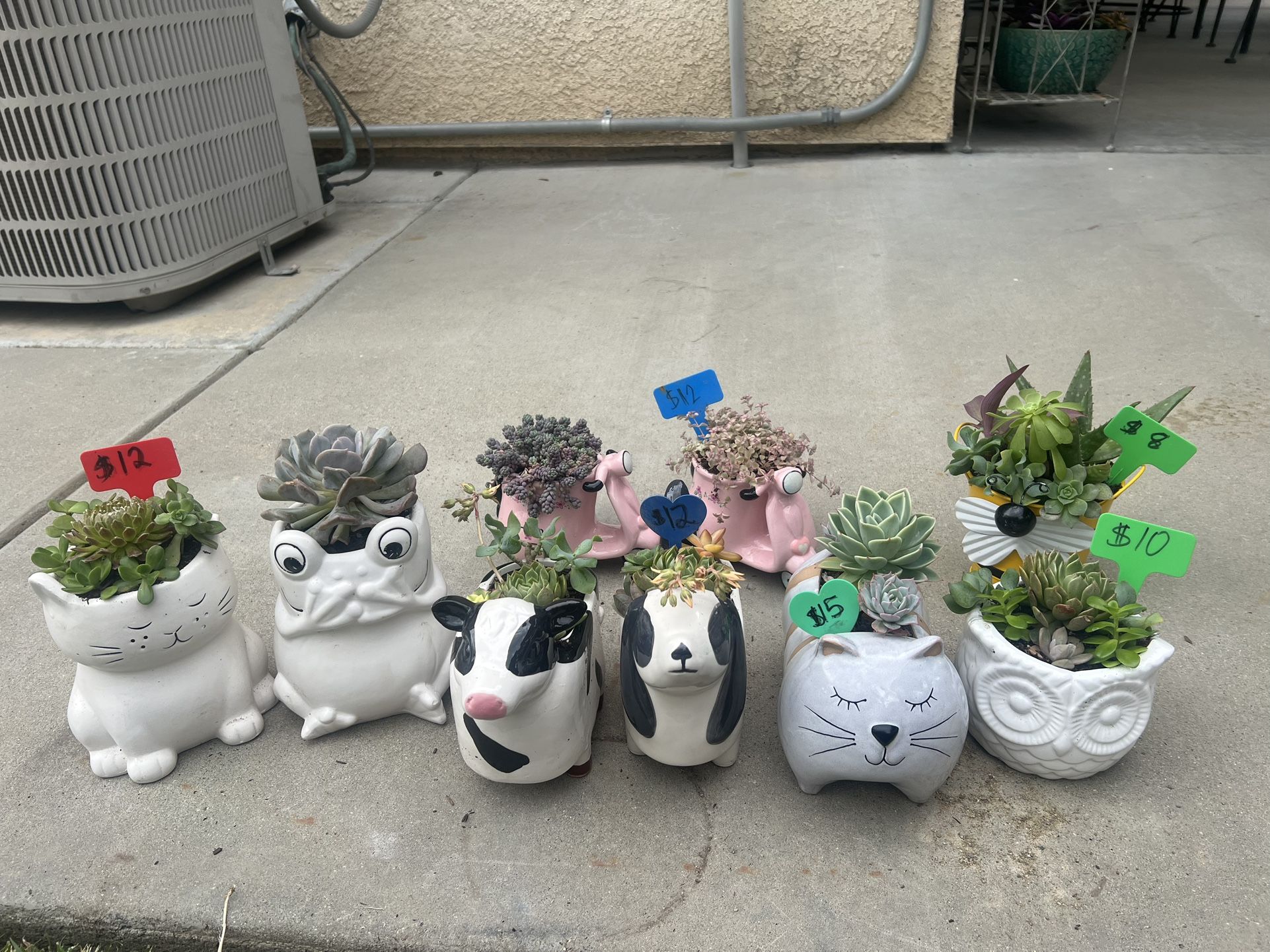 Cute succulent planters