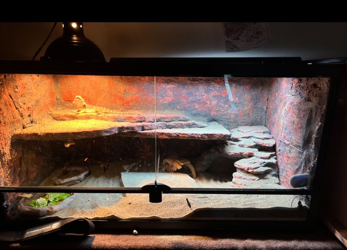 Bearded dragon with tank
