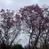 Jasmin