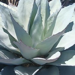 Beautiful Agaves.