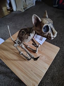 Halloween skeleton cat
