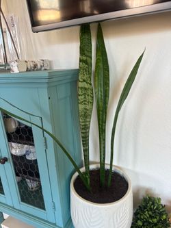 Snake Plant 🪴