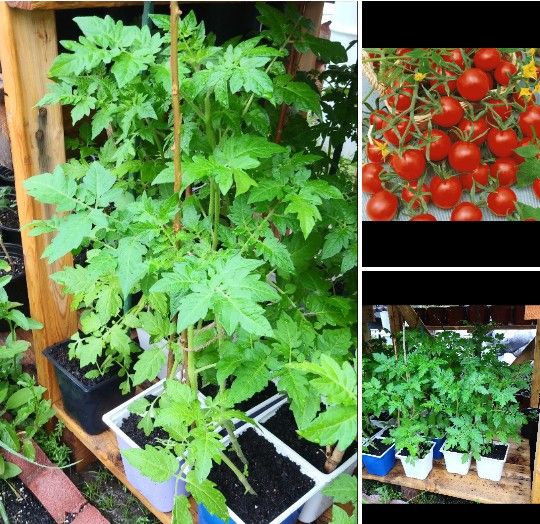 Organic cherry tomato plants