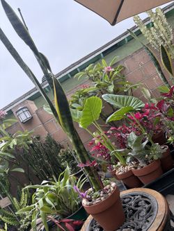 Snake plant 3 feet tall