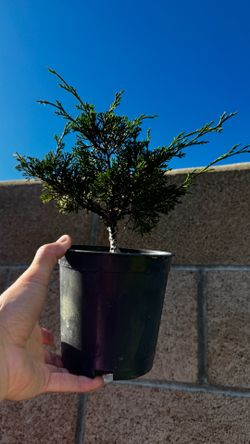 itoigawa shimpaku (juniper) in a 1/2 gallon pot