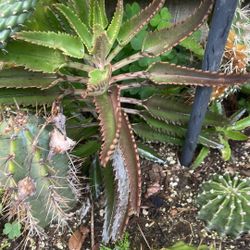 Planta para remedio diferentes tamaños de 2 de a dólar o de cinco