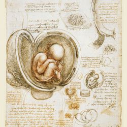 Leonardo Da Vinci (Sketch)