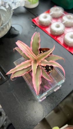 earth star plant