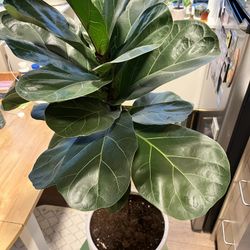 Fiddle Leaf Fig