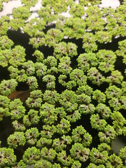 Azolla (Fairy Moss) – Live Floating Aquarium Plant
