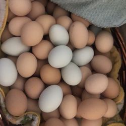 Organic Eggs  12 Eggs For $4.00