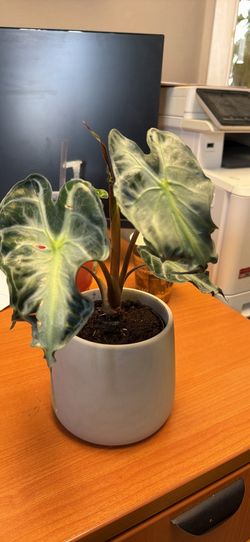 Alocasia venom