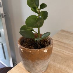 Pot With Plant