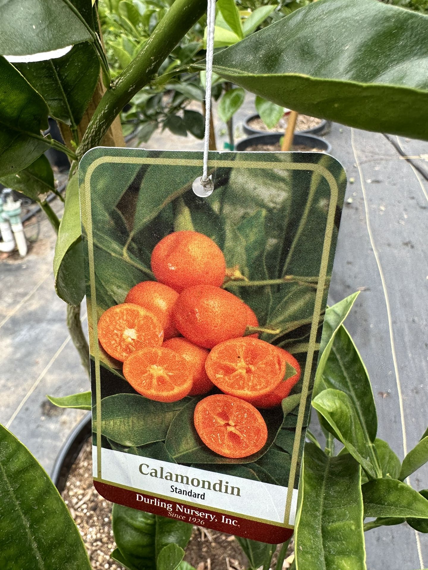 Calamondin calamansi Filipino lime tree 15gal