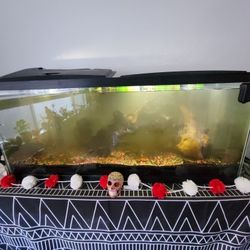 55 Gallon Fish Tank