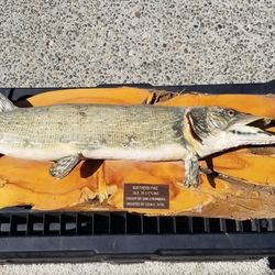 Northern Pike Fish Mount