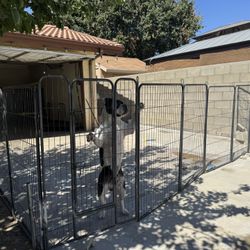 Dog Fence 