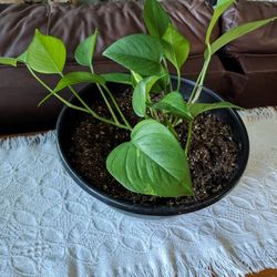 Very Healthy Pothos Plants