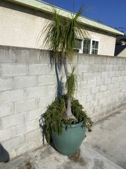 Elephant Foot Palm