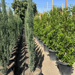 Italian Cypress Privacy Hedge
