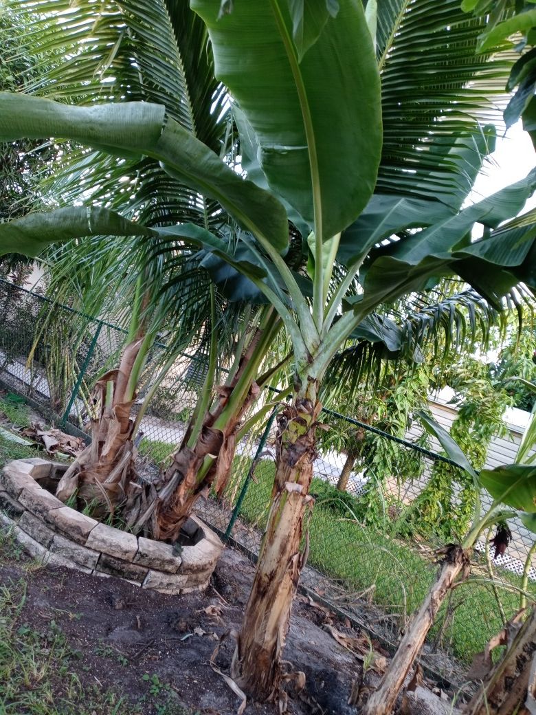 Lady Fingers Banana Tree for Sale in Port St. Lucie, FL OfferUp