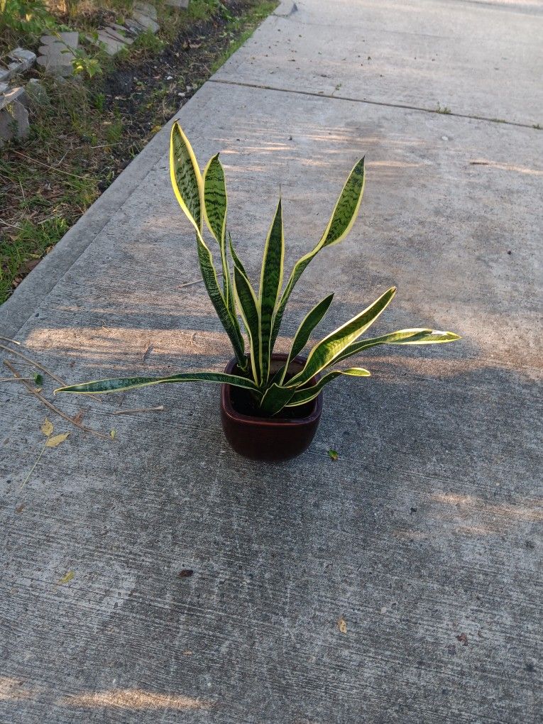 Sneak Plant 🪴 
