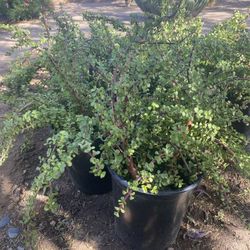 Elephant Food Plants $30 Each