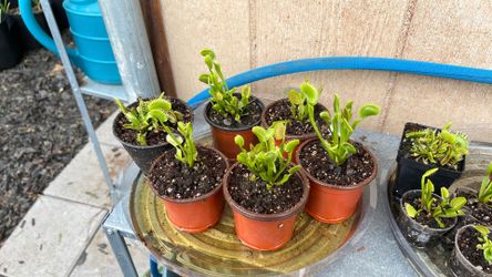 carnivorous plant venus flytrap