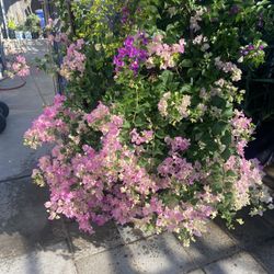 Plant For Sale