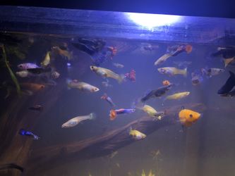 Guppies For Sale