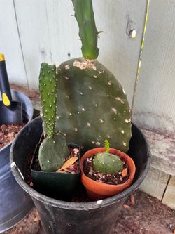 Plants For Sale!