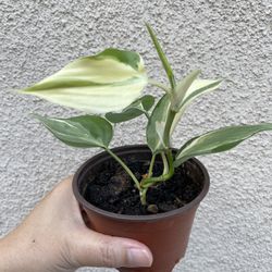 Beautiful Philodendron Rio Sport Plant