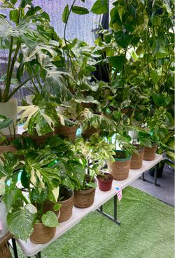 Plants (6”pot💚Monstera thaicon) $35 each