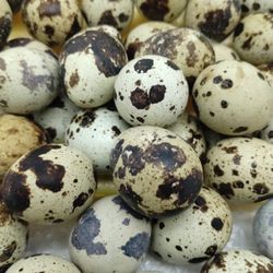 36 Jumbo Cotournix Quail Eggs  $25. The Quail Guy