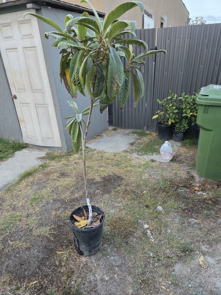 Níspero Tree